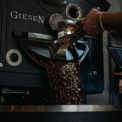 Close-up of coffee beans being roasted in an industrial machine with a hand scooping beans.