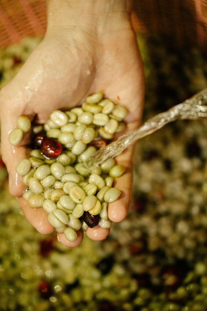 Washed process coffee — clean, bright, transparent cup profile